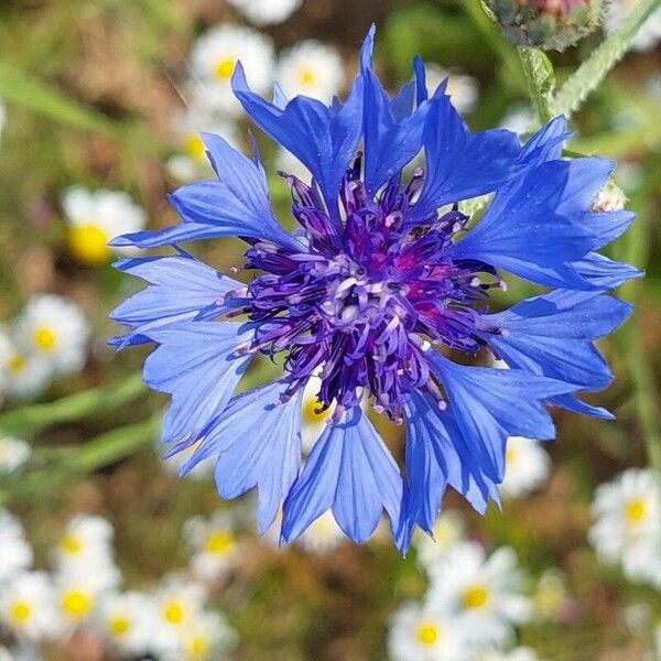 Centaurea cyanus 花