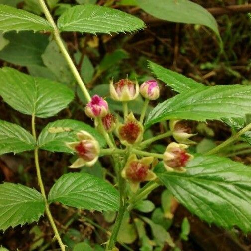 Rubus niveus Flower