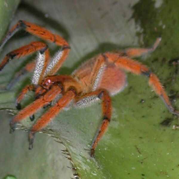 Aechmea mariae-reginae Sonstige