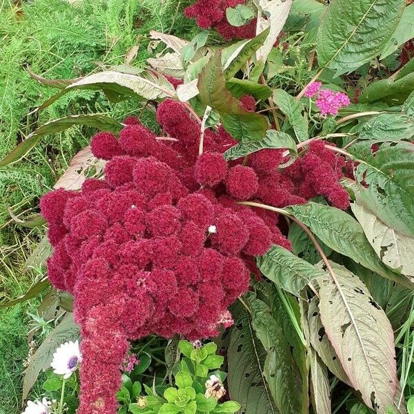 Amaranthus caudatus Flower