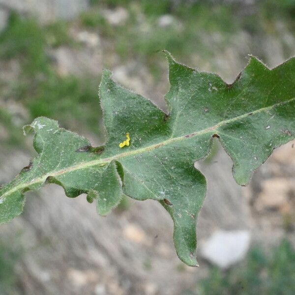 Crepis albida Leaf