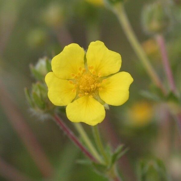 Potentilla intermedia Flower