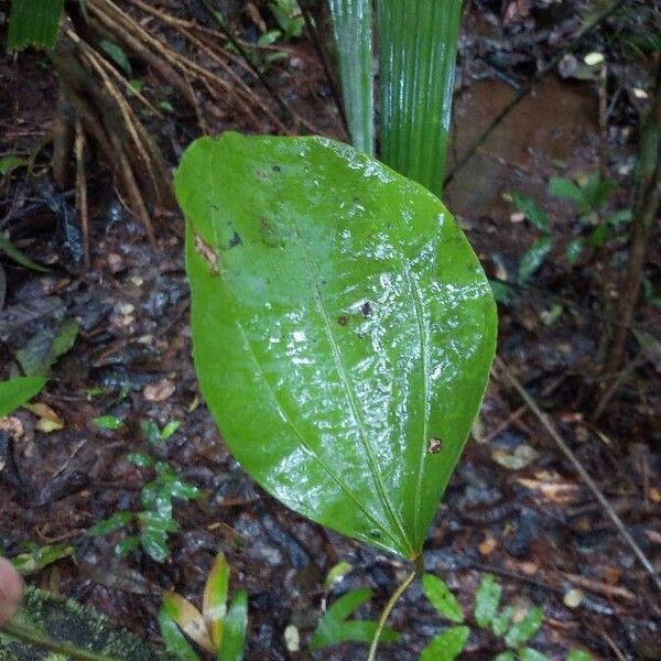 Abuta grandifolia ഇല