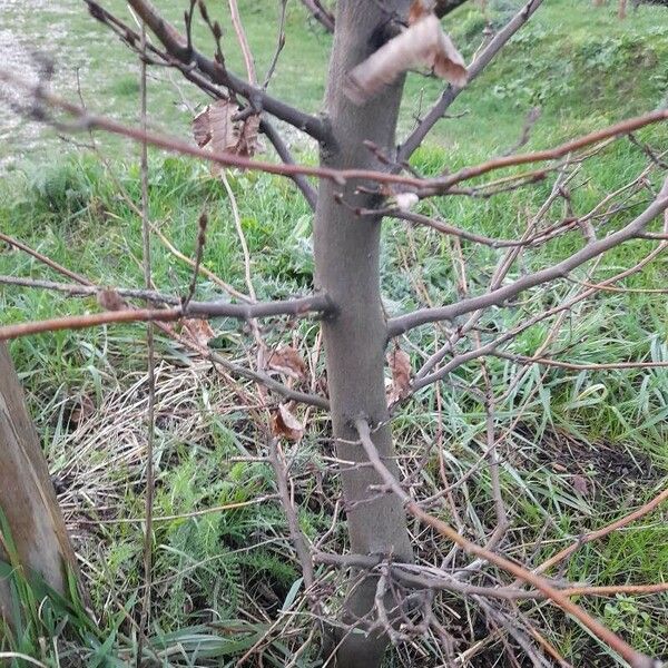 Betula humilis Хабит