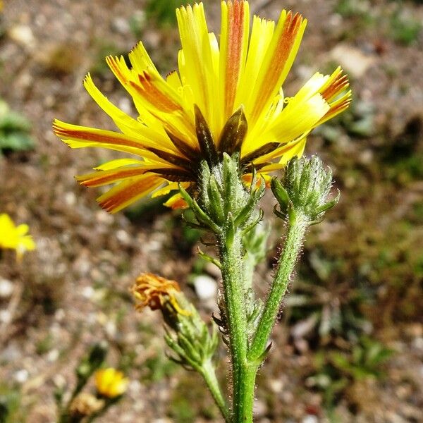 Picris hieracioides Flor