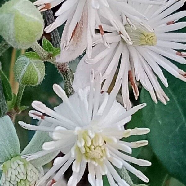 Clematis vitalba Çiçek