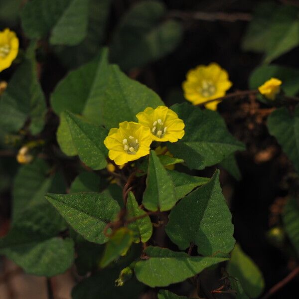 Merremia hederacea Flower