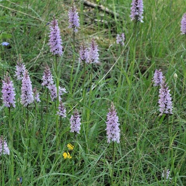 Dactylorhiza fuchsii Облик