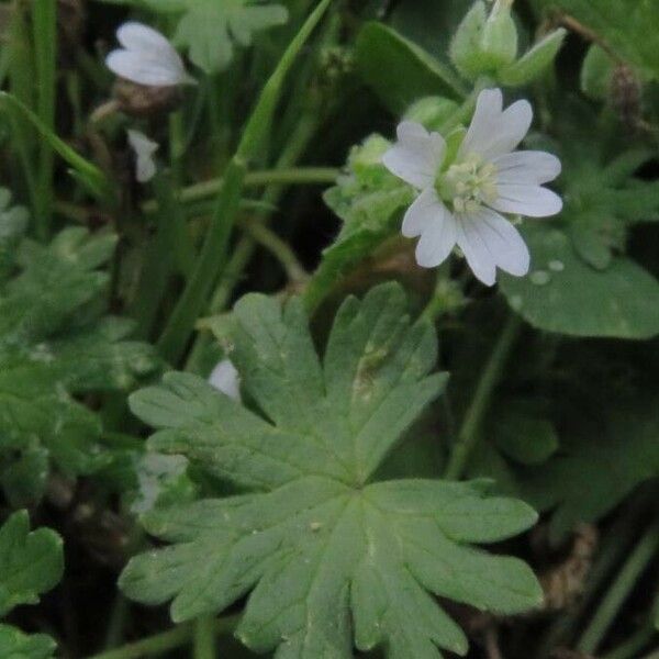 Geranium pusillum 葉