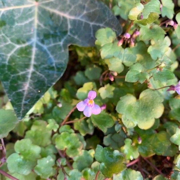 Cymbalaria muralis Flor