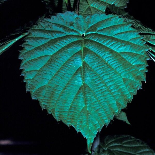 Davidia involucrata List