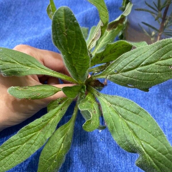 Echium strictum Fulla