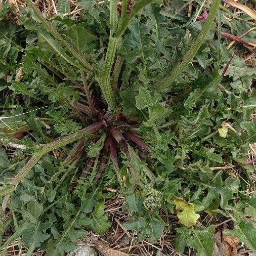 Crepis vesicaria Leaf