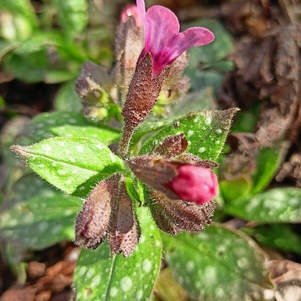 Pulmonaria officinalis Flower