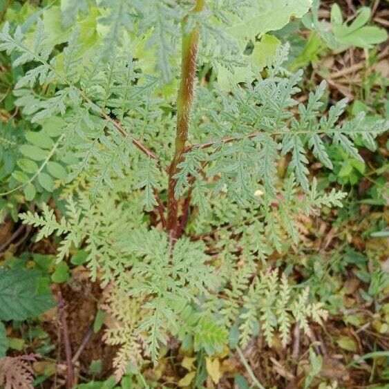 Phacelia tanacetifolia Leaf
