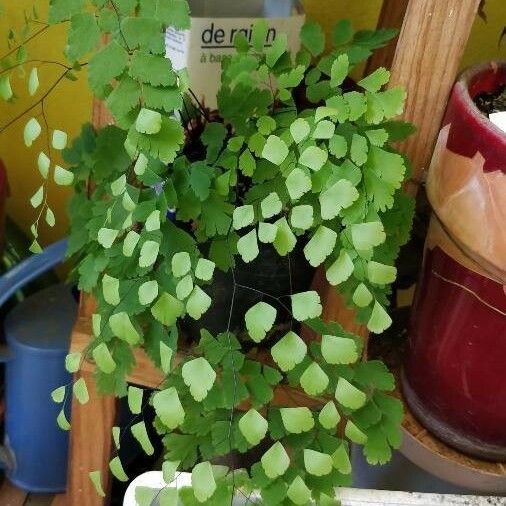 Adiantum raddianum Fuelha