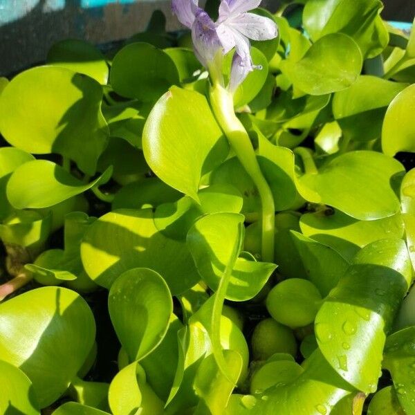 Pontederia crassipes Leaf