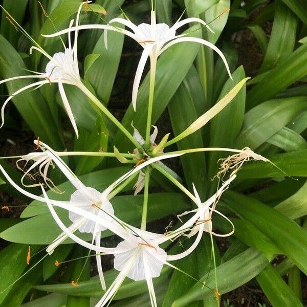 Hymenocallis littoralis 花