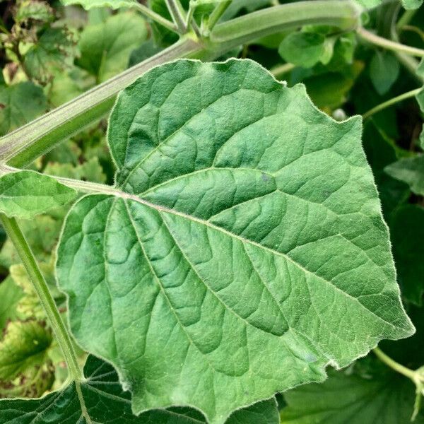 Physalis peruviana Fuelha