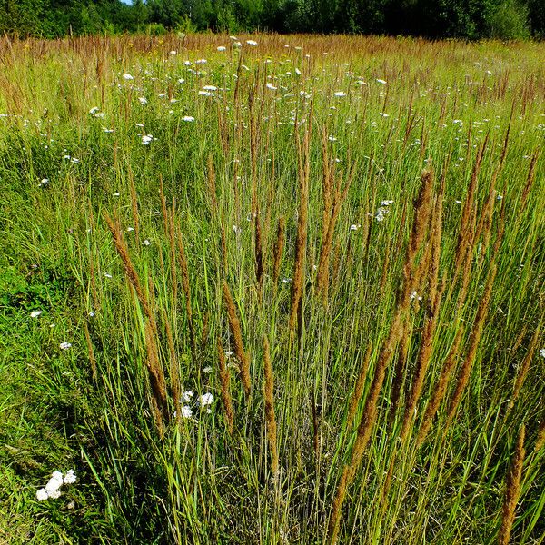 Calamagrostis stricta Ffrwyth