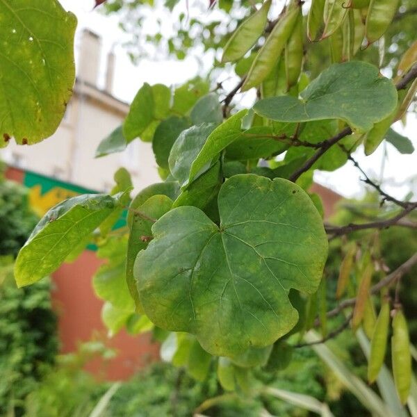 Cercis canadensis Ліст