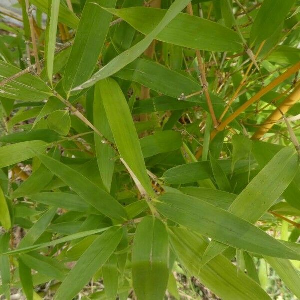 Phyllostachys aurea Leaf