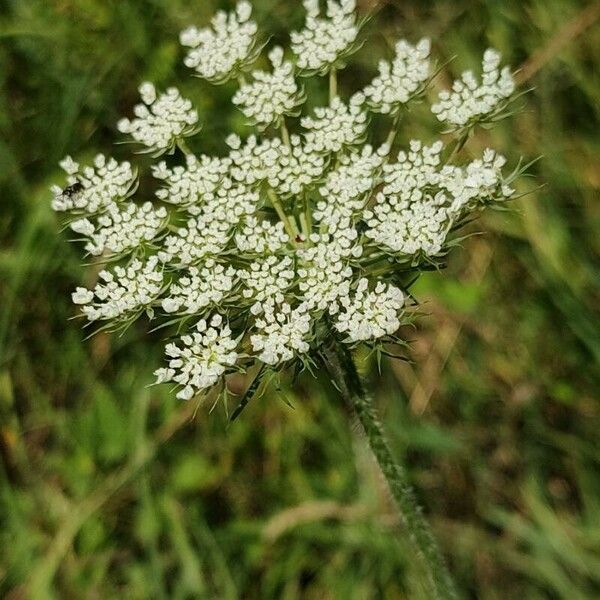 Daucus muricatus Kvet