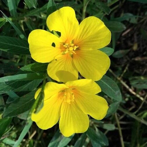 Ludwigia grandiflora (Uruguayan hampshire-purslane)