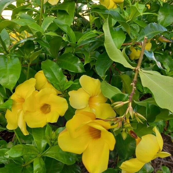 Allamanda schottii Blomst