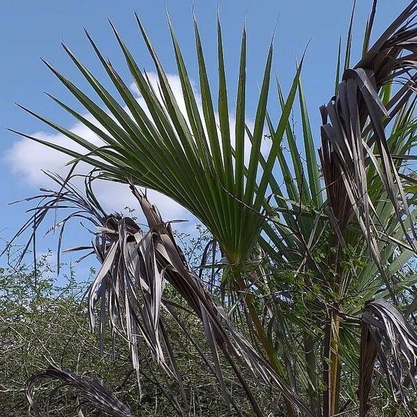 Borassus aethiopum Blad