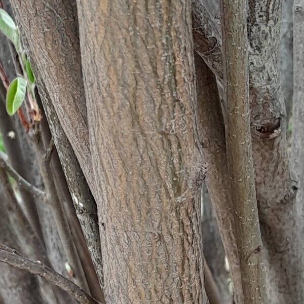 Amelanchier × lamarckii Bark