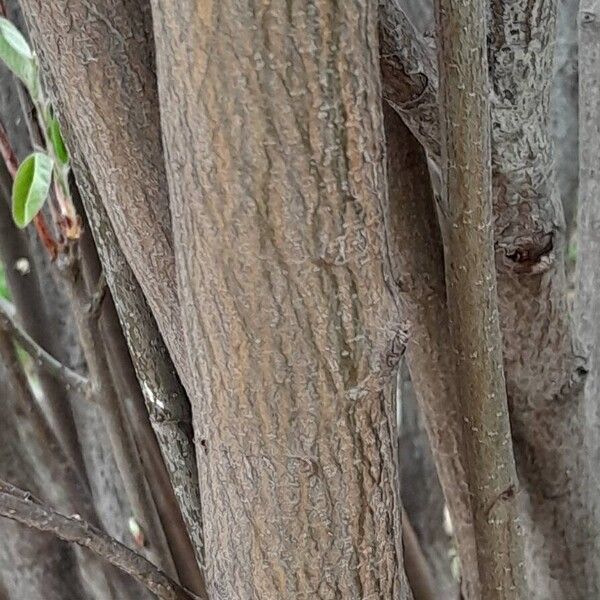 Amelanchier × lamarckii പുറംതൊലി