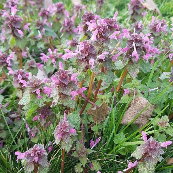 Lamium hybridum Цвят