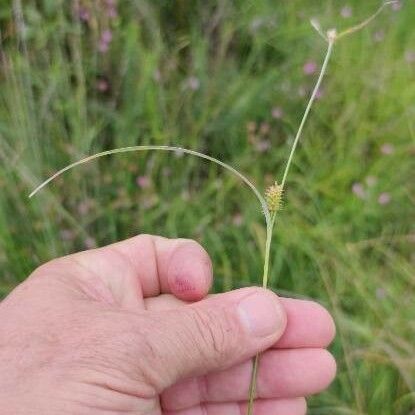 Carex oederi Leaf