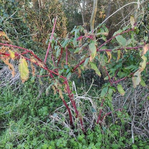 Phytolacca americana Habit