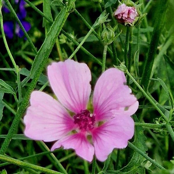 Althaea cannabina 花