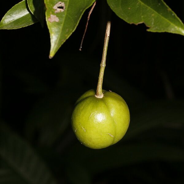 Amanoa guianensis Fruit