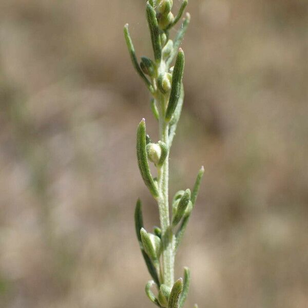 Artemisia alba Kwiat