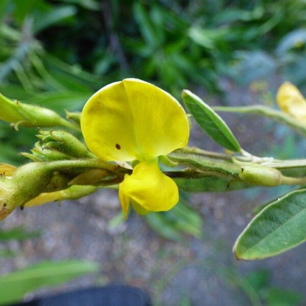 Cajanus cajan Flor