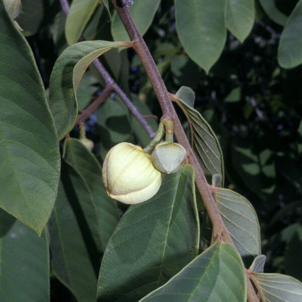 Annona paludosa Flor