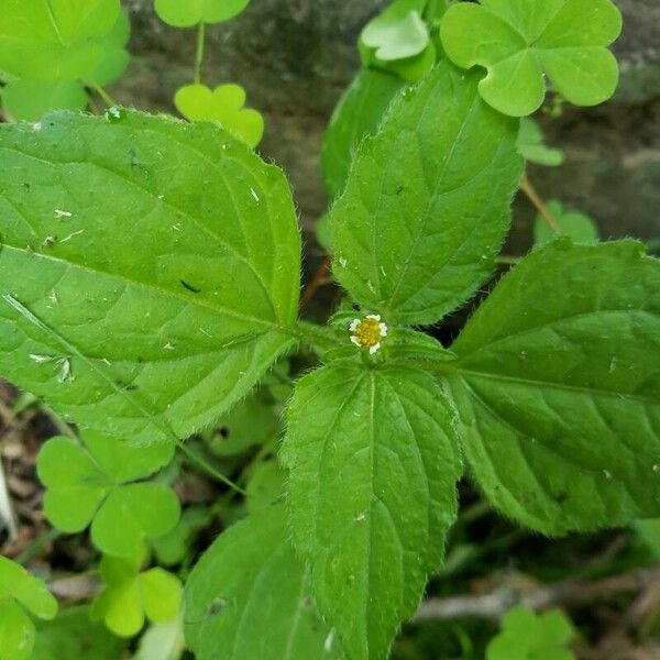 Galinsoga quadriradiata പുഷ്പം