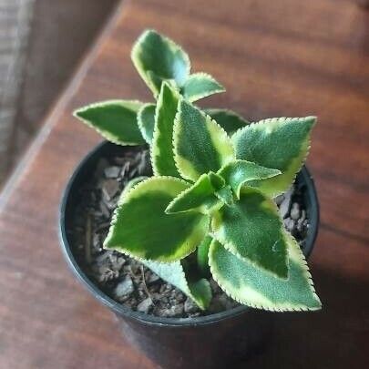 Crassula sarmentosa Blatt