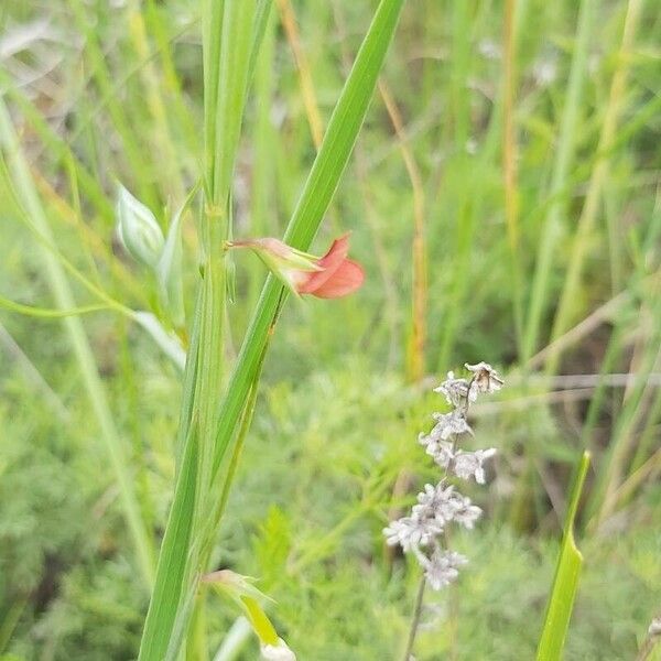 Lathyrus sphaericus Flower