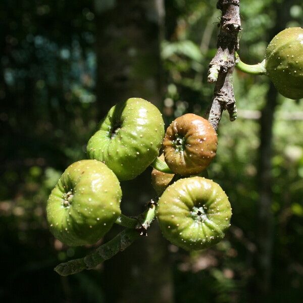 Ficus hispida Frucht
