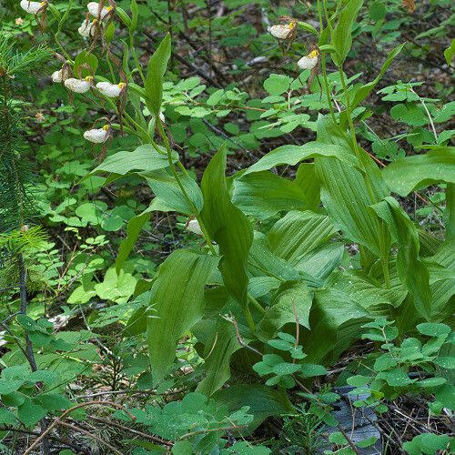 Cypripedium montanum Habit