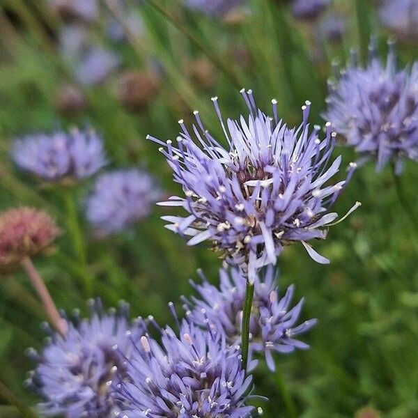 Jasione montana Kwiat