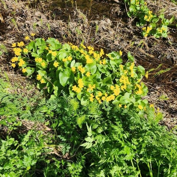 Caltha palustris Blad