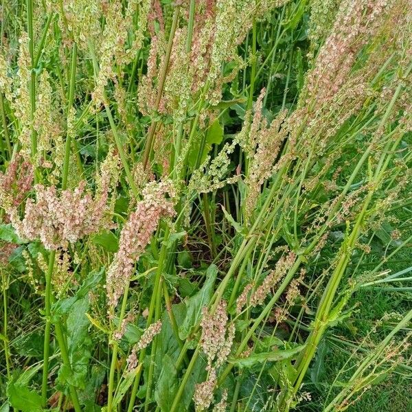 Rumex rugosus Квітка