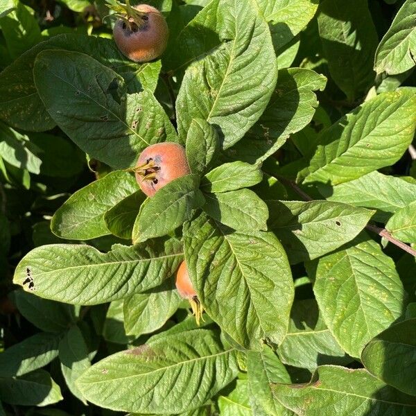 Crataegus germanica Leaf