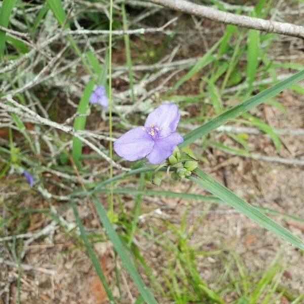 Tradescantia ohiensis Flower